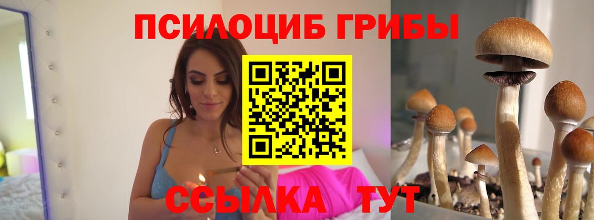 Алексин  Псилоцибиновые грибы Psilocybine cubensis  Вход с VPN 